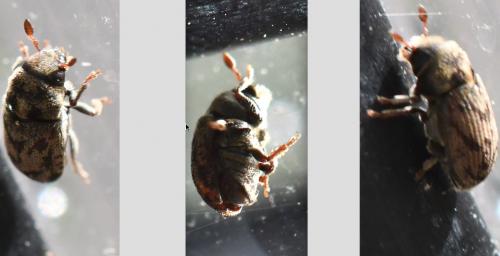 Hylesinus sp.